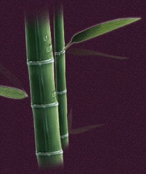 �������Ǯ��